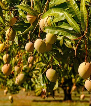 Untitled design (52)